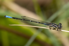 Austroagrion cyane