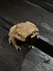 Rhinella diptycha