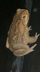 Rhinella diptycha