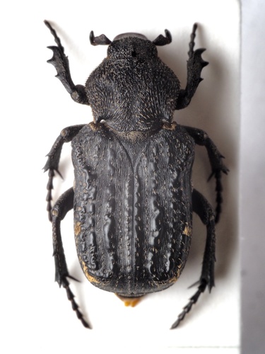 Scaptobius pentarthrius photographed in Zimbabwe