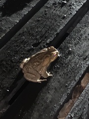 Rhinella diptycha