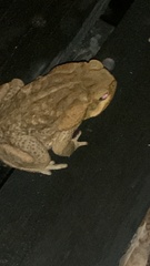 Rhinella diptycha