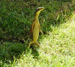 Varanus panoptes panoptes