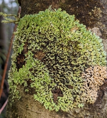 Menegazzia subsimilis