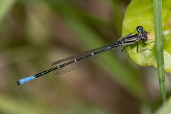 Austroagrion cyane