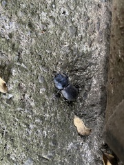 Apterodorcus bacchus