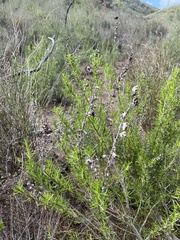 Trichostema lanatum