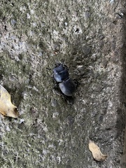 Apterodorcus bacchus