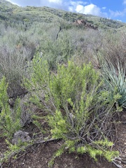 Trichostema lanatum