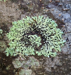 Menegazzia subsimilis