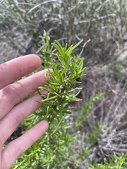 Trichostema lanatum