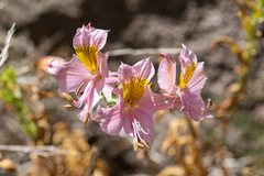 Alstroemeria pallida
