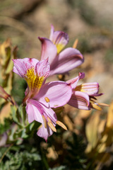 Alstroemeria pallida