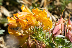 Tropaeolum polyphyllum