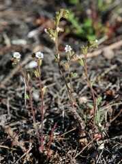Phacelia affinis