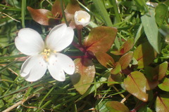 Epilobium macropus