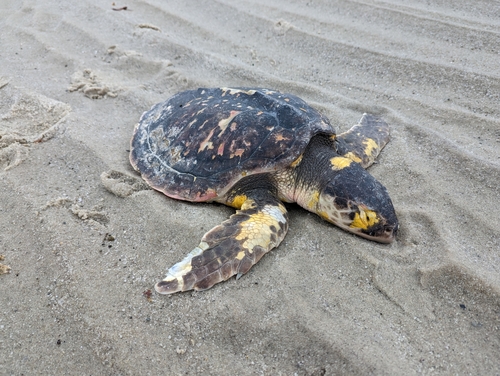 Loggerhead Sea Turtle photographed in Massachusetts