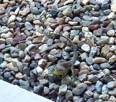 Varanus panoptes panoptes