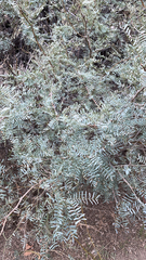 Prosopis glandulosa
