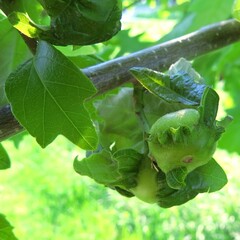 Neuroterus quercusbatatus