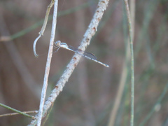Austrolestes