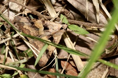 Avatha discolor