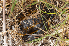 Notechis scutatus occidentalis