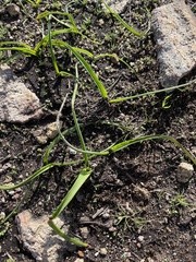 Dipterostemon capitatus