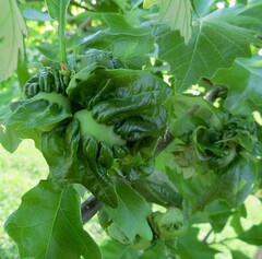 Neuroterus quercusbatatus