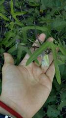 Passiflora tucumanensis