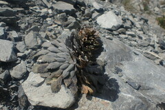 Notothlaspi rosulatum