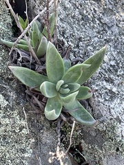 Dudleya caespitosa