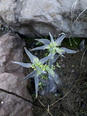 Helianthus gracilentus