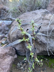 Helianthus gracilentus