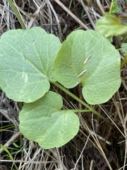 Cardamine californica