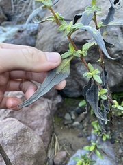 Helianthus gracilentus