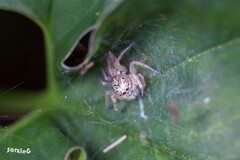 Opisthoncus polyphemus