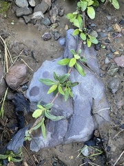 Helianthus gracilentus