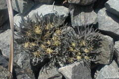 Lignocarpa carnosula