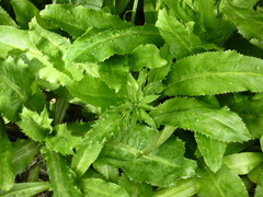 Eryngium foetidum