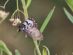 Acraea andromacha