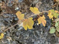 Ribes oxyacanthoides