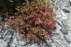 Epilobium porphyrium