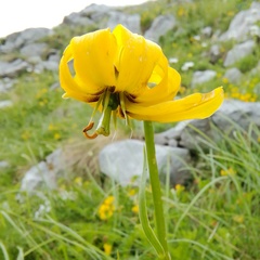 Lilium albanicum