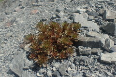 Epilobium pycnostachyum