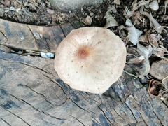 Megacollybia