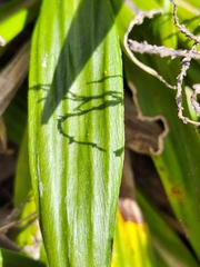 Celmisia spectabilis spectabilis