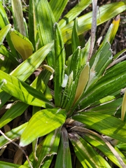 Celmisia spectabilis spectabilis