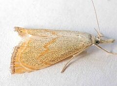 Haimbachia placidellus