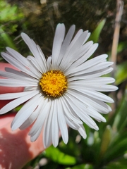 Celmisia spectabilis spectabilis